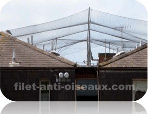 Filet anti oiseaux sur maisons