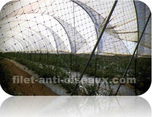 Macrotunnels avec filet anti oiseaux