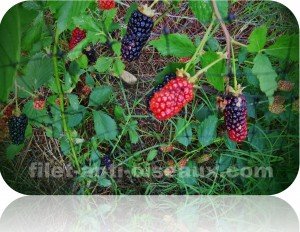 protection des petits fruits.